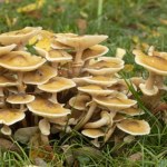 Wybuchła grzybowa epidemia. Padają nawet najzdrowsze okazy