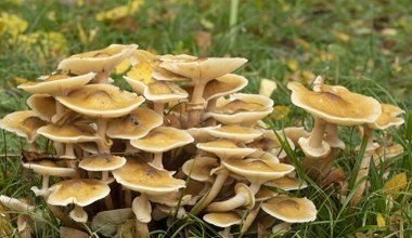 Wybuchła grzybowa epidemia. Padają nawet najzdrowsze okazy