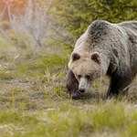 Wybudzone z zimowego snu niedźwiedzie podchodzą coraz bliżej domów
