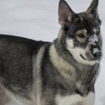 Wychłodzone i zaniedbane. W Polsce ruszają specjalne patrole