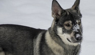 Wychłodzone i zaniedbane. W Polsce ruszają specjalne patrole