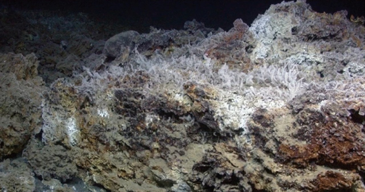 Wychodnia osadów mineralnych na dnie morza, zdominowana przez dolomit, częściowo związana z rurkowatymi robakami Siboglinidae pokrytymi białymi matami mikrobiologicznymi. /Bohrmann G. i in., Sci Rep 14 (2024) /materiał zewnętrzny