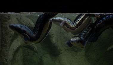 Wychyla się z wody i sieje postrach w kolejnych rzekach. Znaleźli sposób