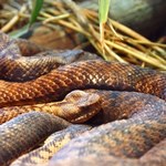 Wyciągnęli węże z muzeum. Szukają leku na epidemię grzyba w Europie