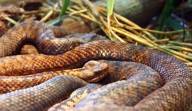 Wyciągnęli węże z muzeum. Szukają leku na epidemię grzyba w Europie