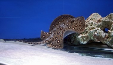 Wyciągnęli z rzeki gigantyczną płaszczkę. To nowy rekord świata