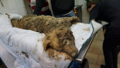 Wyciągnięcie psa z błota. Nowe, zaskakujące fakty