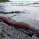 Wyciek ropy zabija zwierzęta i zagraża ludziom. To może być dopiero początek