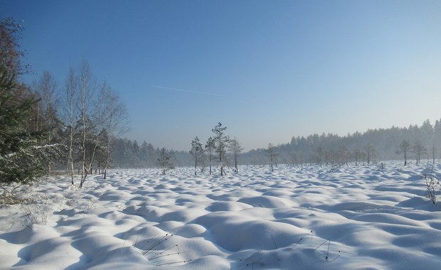 Wycięli drzewa, by ratować torfowisko w rezerwacie Rotuz