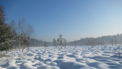 Wycięli drzewa, by ratować torfowisko w rezerwacie Rotuz