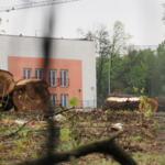 Wycięli ponad 1200 drzew przy Parku Śląskim. Prokuratura: nieodwracalne szkody dla środowiska naturalnego