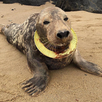Wycieńczoną fokę z fresbee wokół szyi znaleziono na plaży. Ledwo ją odratowano