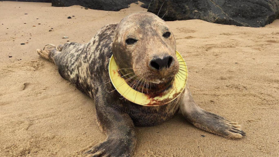 Wycieńczoną fokę z fresbee wokół szyi znaleziono na plaży. Ledwo ją odratowano
