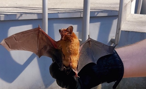 Wycieńczony nietoperz leżał na trawniku w Parku Praskim