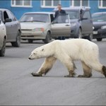 Wycieńczony z głodu niedźwiedź polarny zawędrował na Syberię. Setki kilometrów od domu