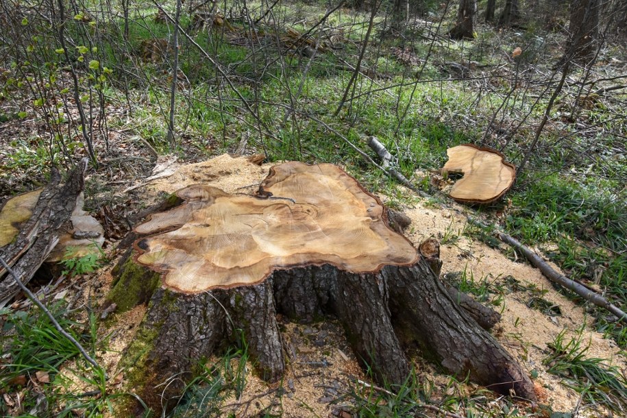 Wycięta jodła /Michał Grzywa/Dzikie Karpaty /