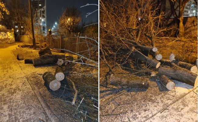 Wycięte drzewa na Prądniku Czerwonym w Krakowie /fot. Jerzy Rypel