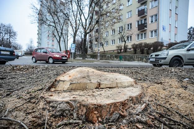 Wycięte drzewa przy ul. Kalinowszczyzna w Lublinie /PAP