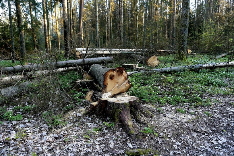 Wycięte drzewa w Puszczy Białowieskiej; zdj. ilustracyjne /Adam Jankowski /Reporter