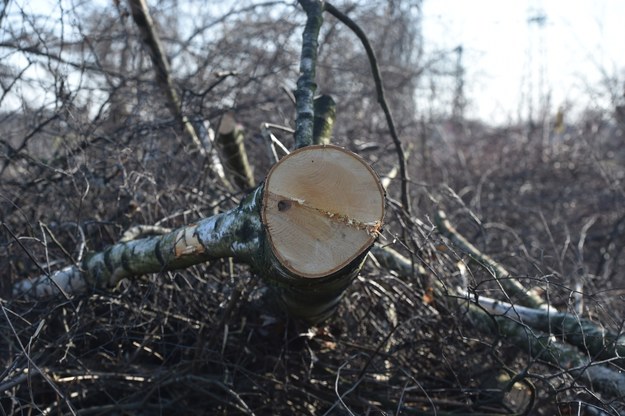 Wycięte drzewa w sąsiedztwie Parku Lotników przy al. Pokoju w Krakowie /Jacek Bednarczyk /PAP