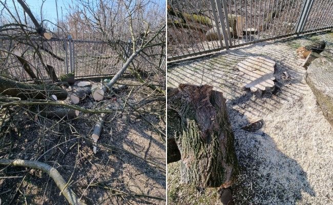 Wycięte drzewa /fot. Jerzy Rypel