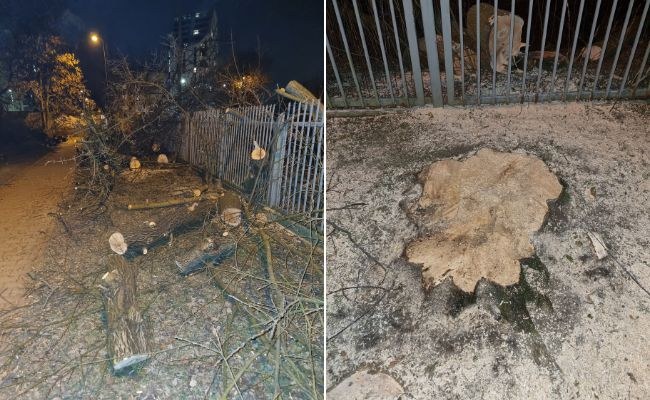 Wycięte drzewa /fot. Jerzy Rypel