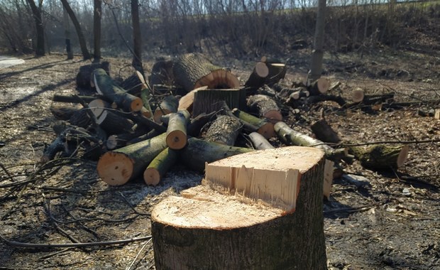 ​Wycięto 120 drzew, by utorować drogę do osiedla. Część można było uratować!  