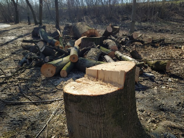 Wycięto 120 drzew, by utorować drogę do osiedla /Przemysław Błaszczyk /RMF MAXX
