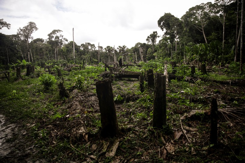 Wycinanie lasów deszczowych w Amazonii / Juancho Torres/Anadolu Agency /AFP