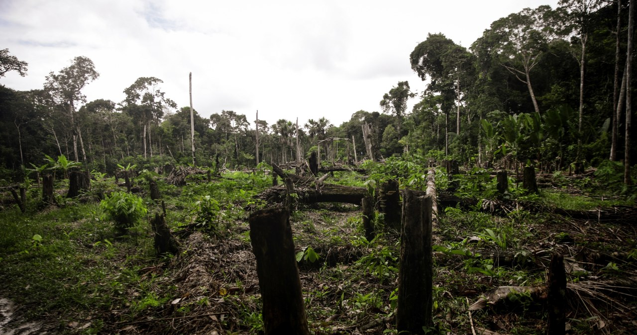 Wycinanie lasów deszczowych w Amazonii / Juancho Torres/Anadolu Agency /AFP