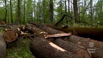 Wycinka 200 drzew w Rabce-Zdroju. Konary zagrażają ludziom 