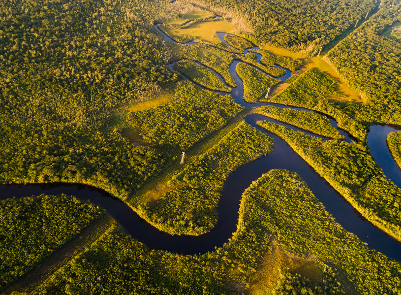 Wycinka Amazonii może przyczyniać się do wybuchu kolejnych epidemii /123RF/PICSEL