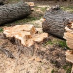 Wycinka drzew na działce ROD. Błąd może nas kosztować kilka tysięcy złotych