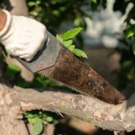 Wycinka drzew na własnej działce. Pomyłka może być kosztowna