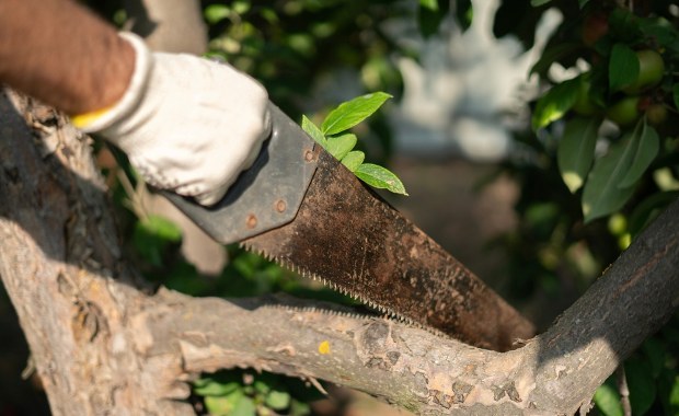 Wycinka drzew na własnej działce. Pomyłka może być kosztowna