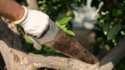 Wycinka drzew na własnej działce. Pomyłka może być kosztowna