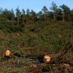 Wycinka drzew w Łebie. Śledczy sprawdzą, czy burmistrz popełnił przestępstwo