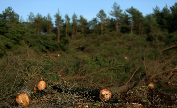 Wycinka drzew w Łebie. Śledczy sprawdzą, czy burmistrz popełnił przestępstwo