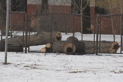 Wycinka drzew w Lublinie pod lupą prokuratury