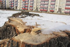 Wycinka drzew w Lublinie pod lupą prokuratury