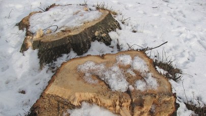 Wycinka drzew w Lublinie pod lupą prokuratury