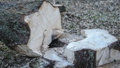 Wycinka drzew w Puszczy Białowieskiej zatwierdzona. Ekolodzy: To czarny piątek dla polskiej przyrody