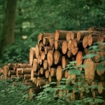 Wycinka drzew zakończona tragedią. Dwie osoby zginęły