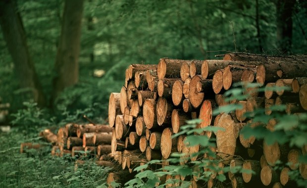 Wycinka drzew zakończona tragedią. Dwie osoby zginęły