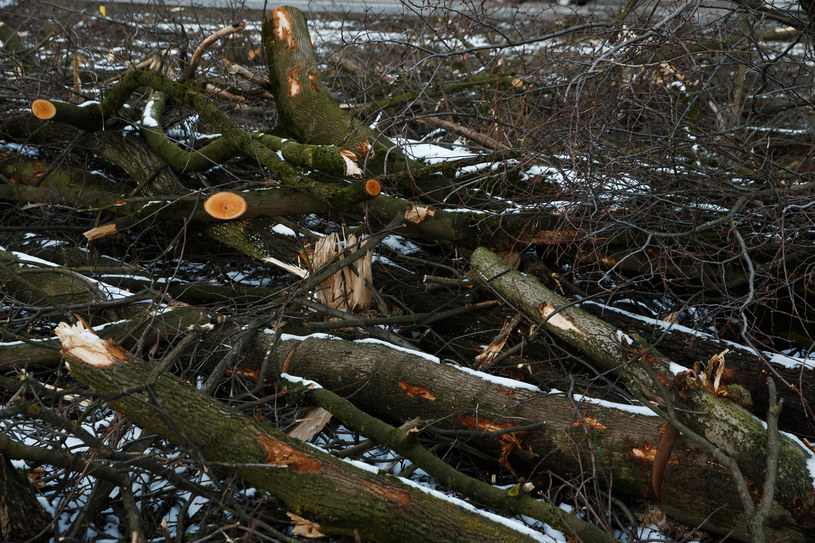 Wycinka drzew (zdjęcie ilustracyjne) /Krystian Maj /Agencja FORUM