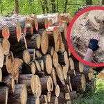 Wycinka lasów pod Warszawą. Mieszkańcy protestują, leśnicy nie widzą problemu