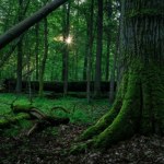 Wycinka lasów przynosi katastrofalnej skutki. Różnica rzędu 89 proc.