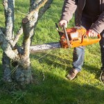 Wycinka na działce będzie łatwiejsza? Resort klimatu proponuje uproszczenie