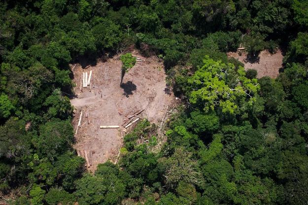 Wycinka Puszczy Amazońskiej /AFP