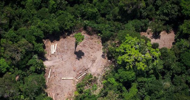 Wycinka Puszczy Amazońskiej /AFP